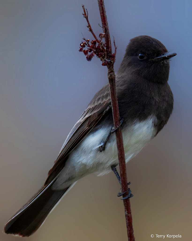 Black Phoebe   