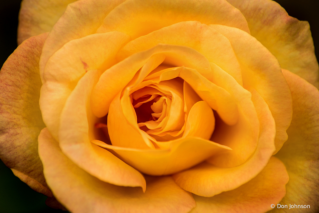 Into the Yellow 10-12-19 366