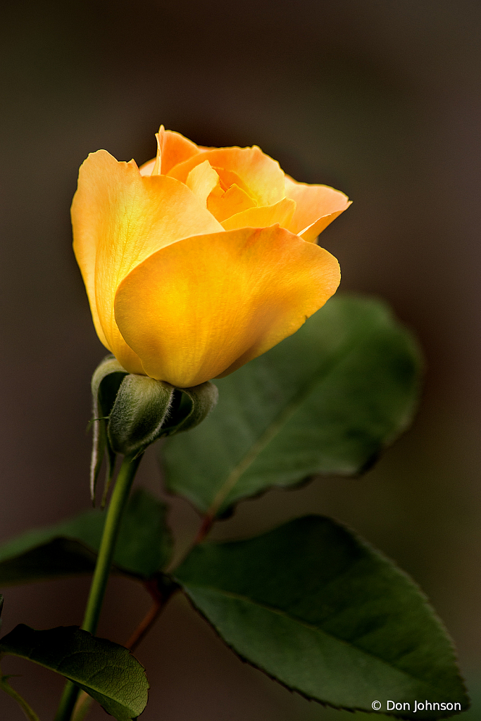 Yellow Rose of MD