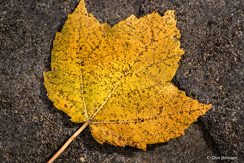 Fallen Leaf Texture 11-10-19 063