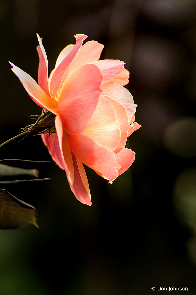 Rose-Pale Pink 10-12-19 315