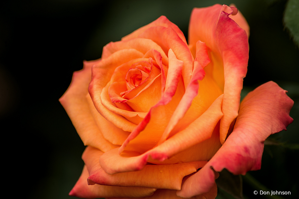 Orange Rose 10-12-19 431