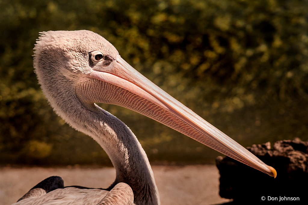 Big Pelican 10-5-19 264