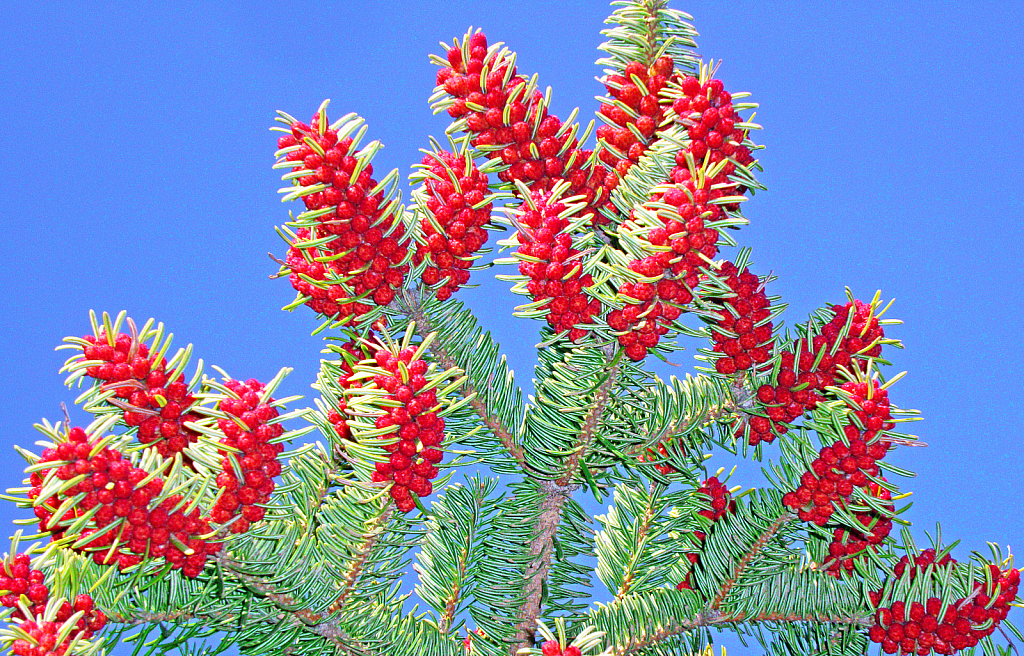 Fir tree in bloom.
