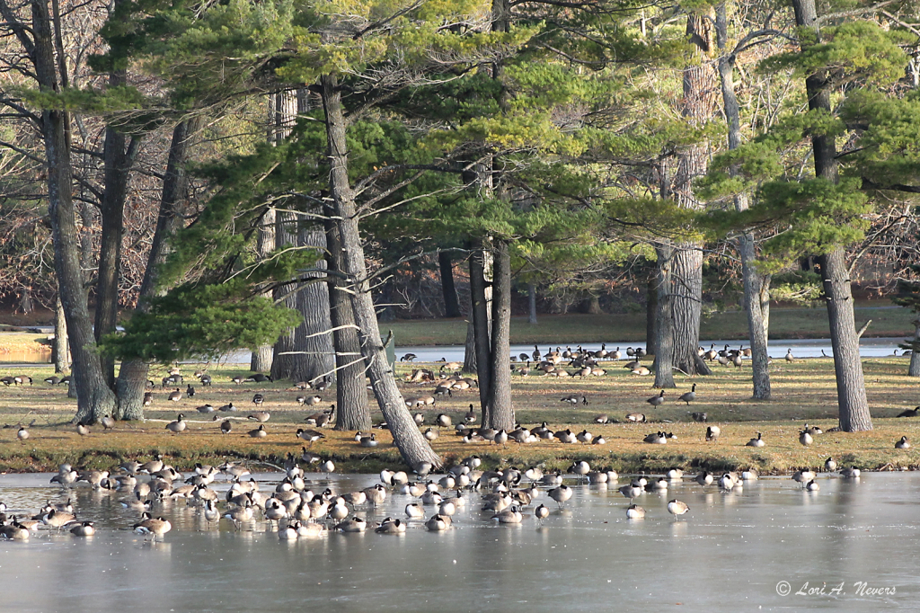Geese Gathering 3