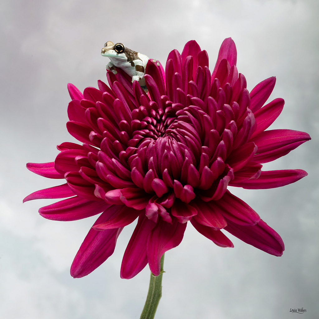 Petal In The Clouds