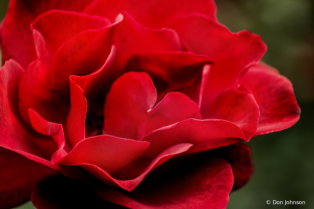 Red, Red, Red 10-12-19 278