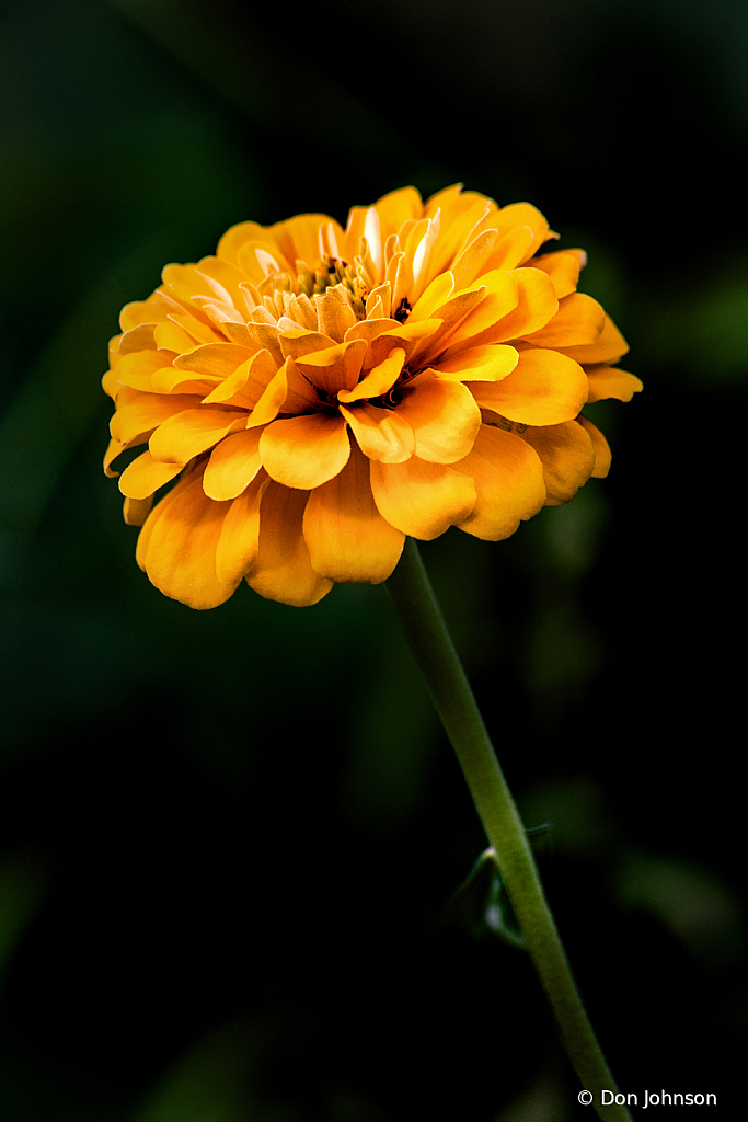 Yellow Zinnia Profile 10-12-19 137