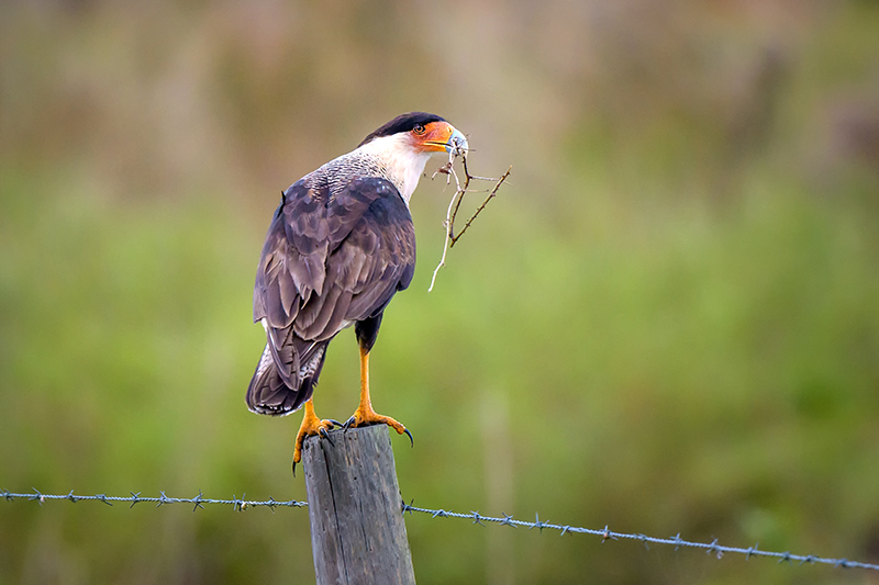 Caracara 7