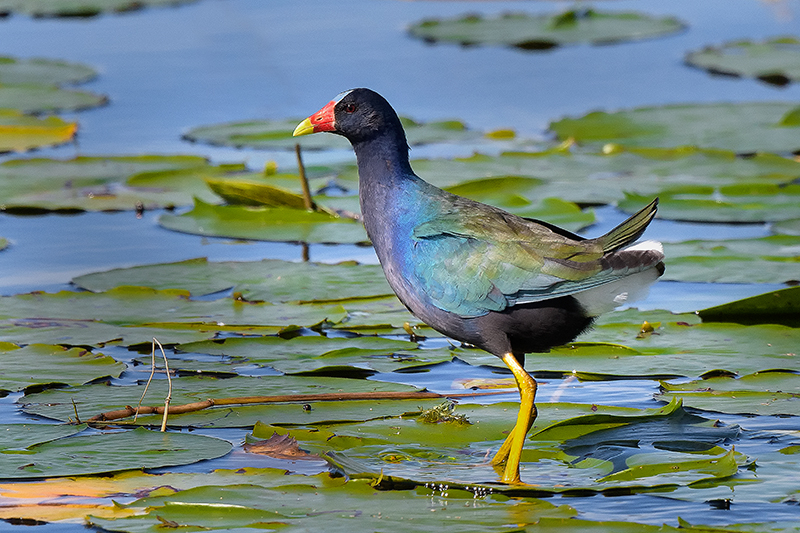 Gallinule 1