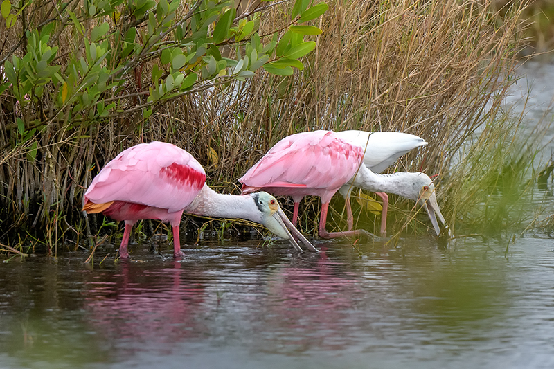 Roseate Spoonbill 11