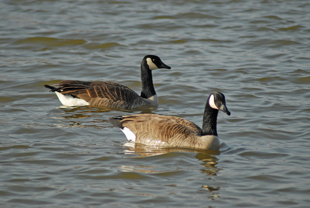 Duo Swim