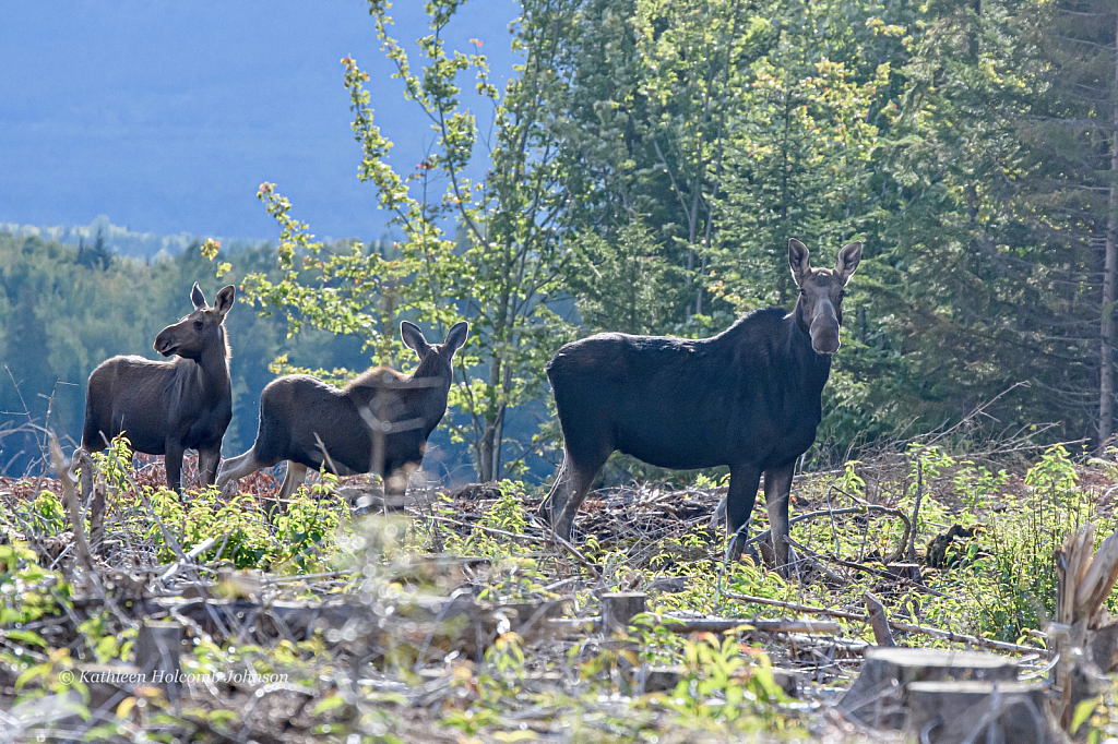 Female Moose and Her Twins!