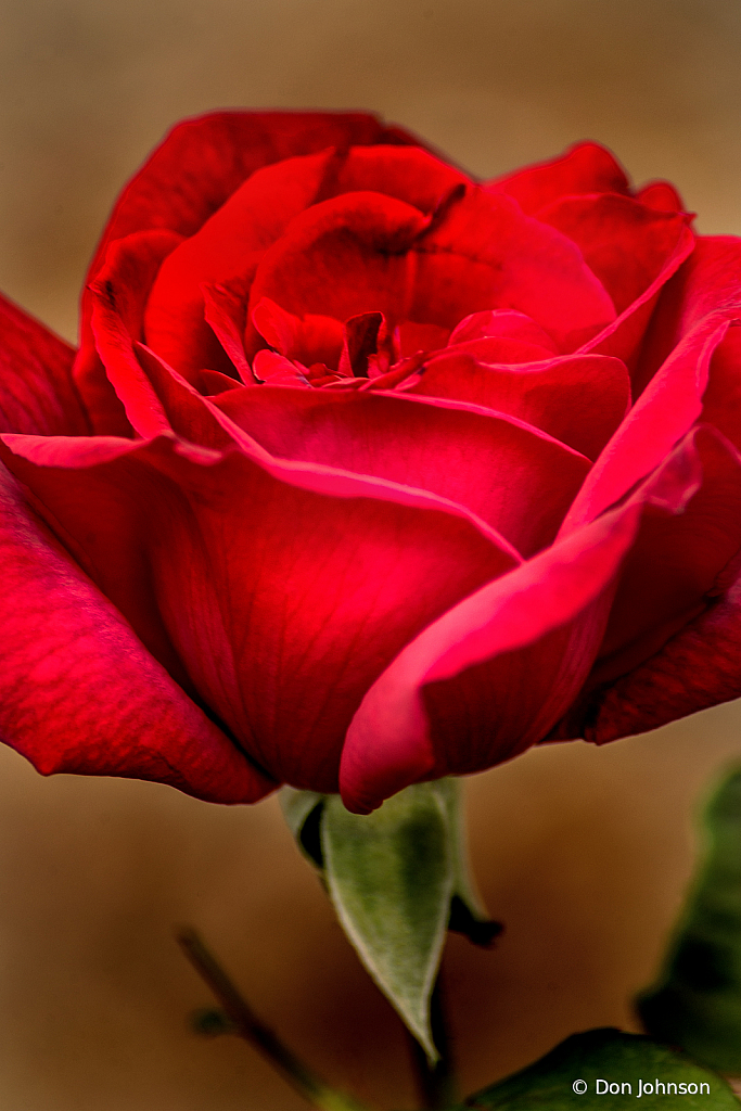 A Very Red Rose 10-12-19 385
