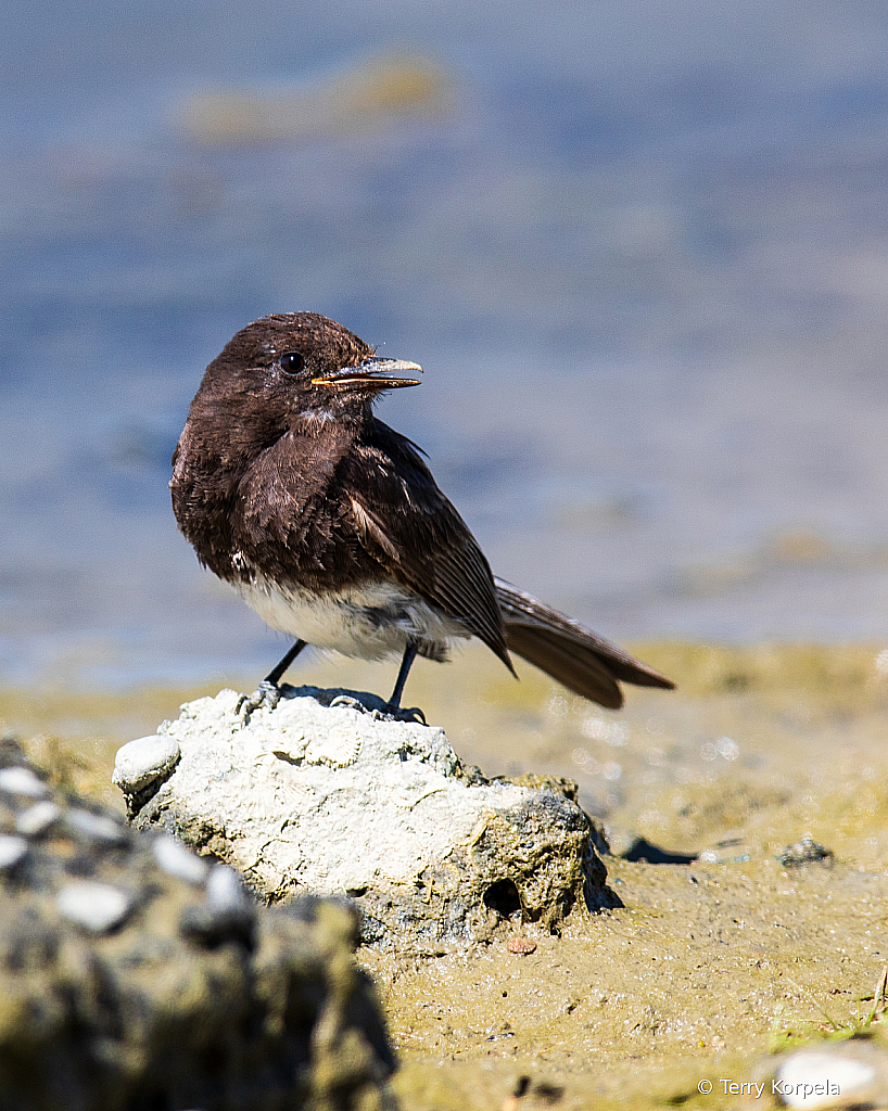 Black Phoebe