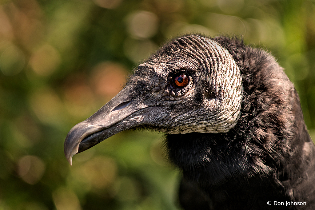Black Vulture 9-22-19 035
