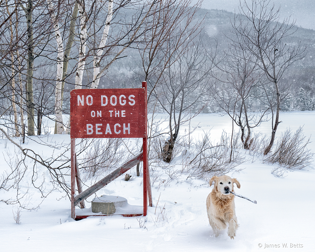 No Dogs on the Beach