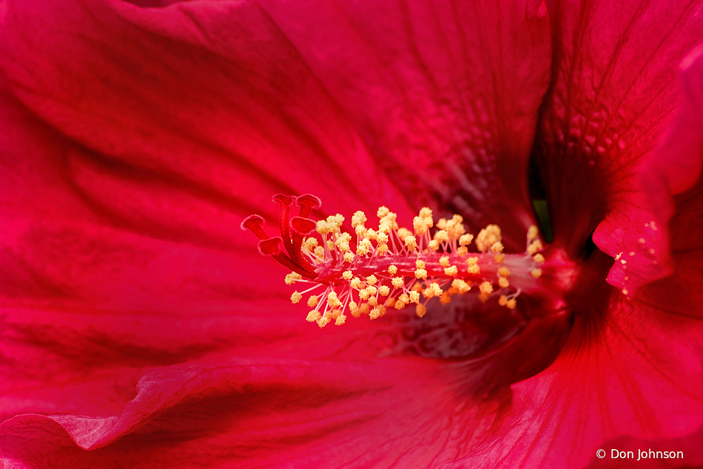 Hibiscus Pink 9-1-19 082