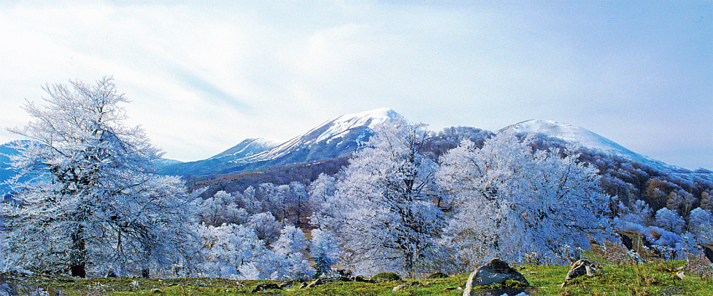 Fresh snow covering the trees.