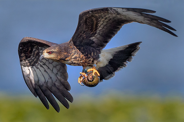 Snail Kite 7