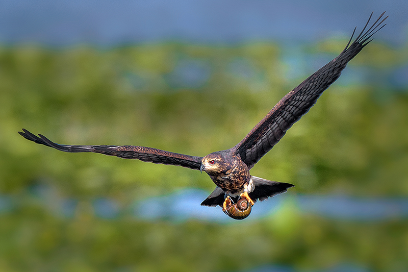 Snail Kite 1