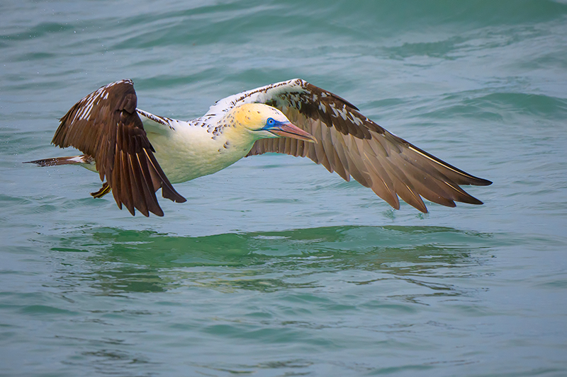 Gannet