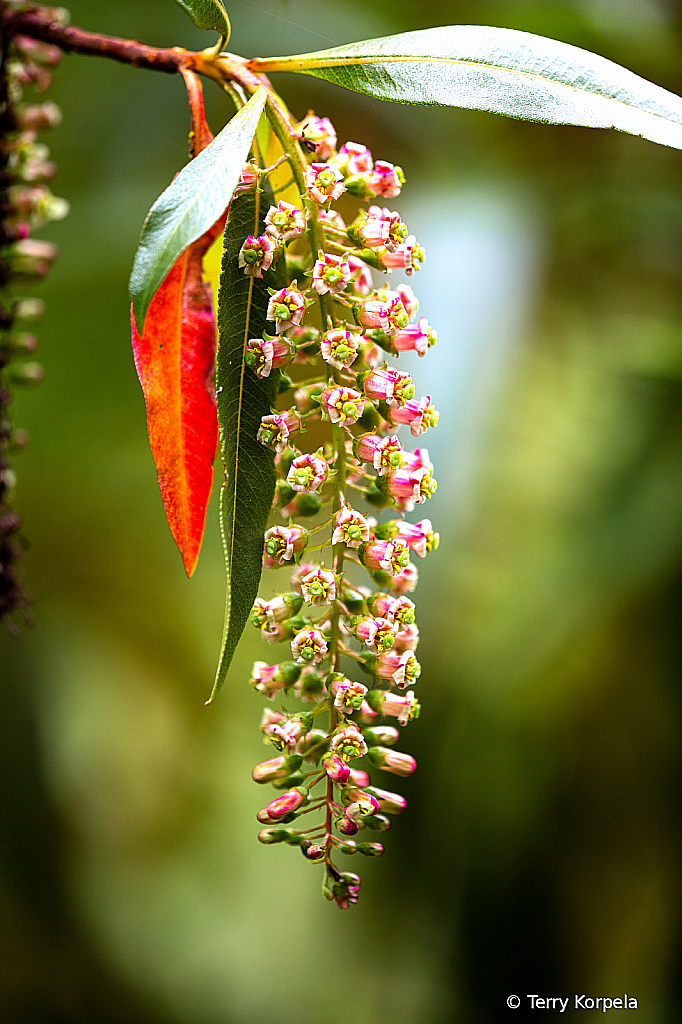 Berkeley Botanical Garden   