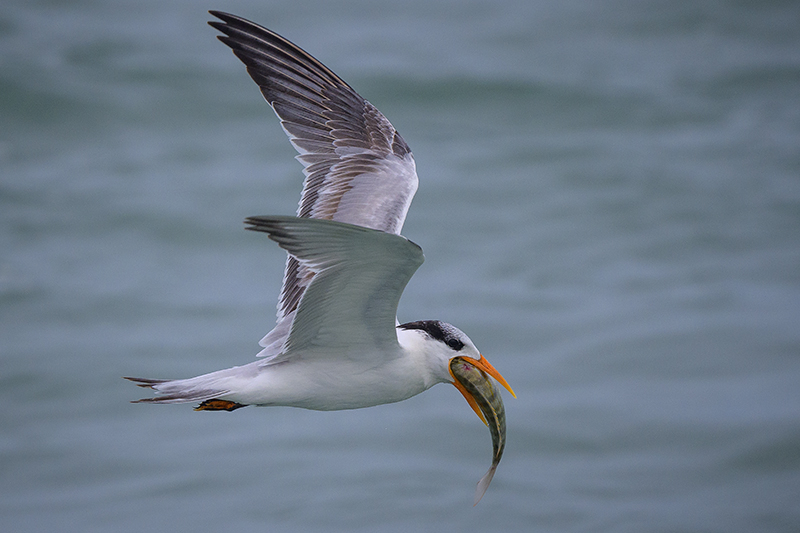 Royal Tern 1