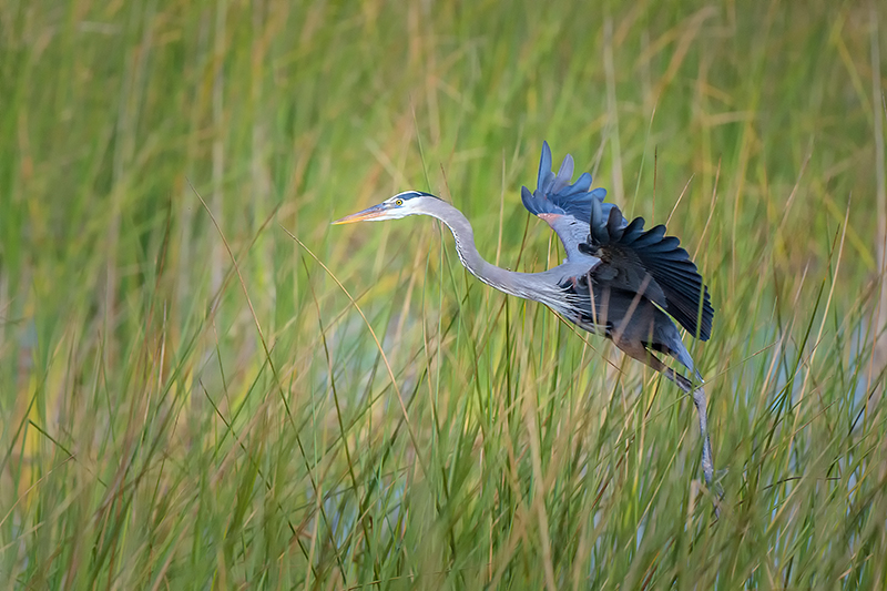 Blue Heron F4