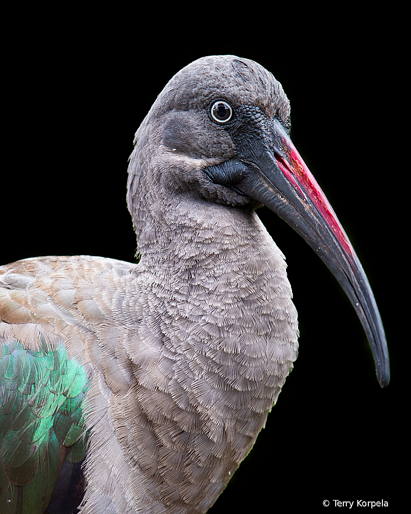 Hadada Ibis