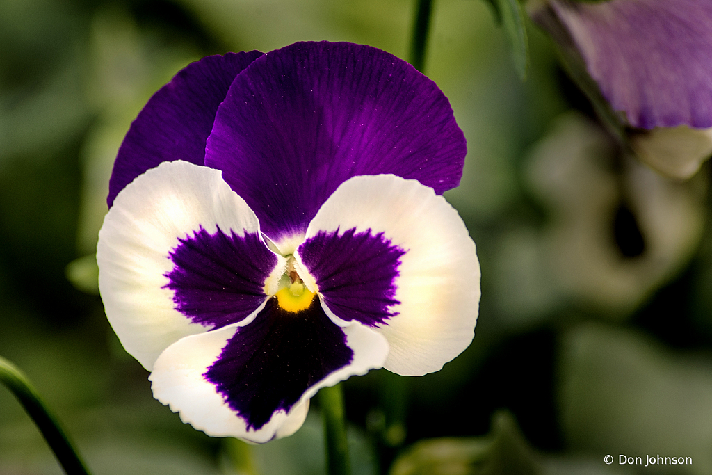 Pansy at PGC