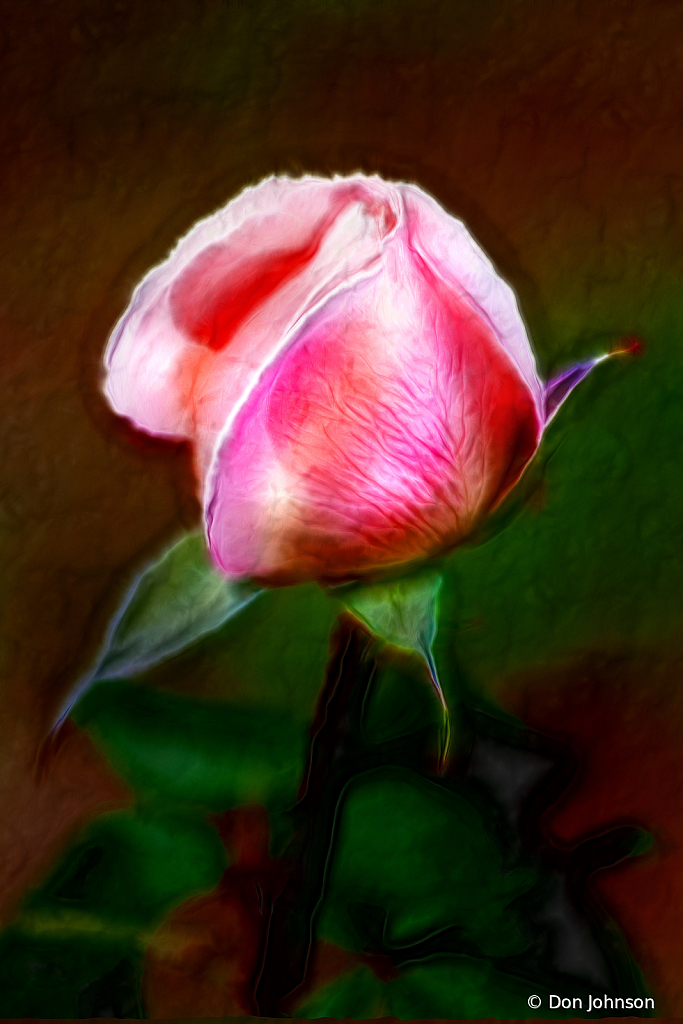 Artistic Rose Bud-Pale Pink 10-12-19 372