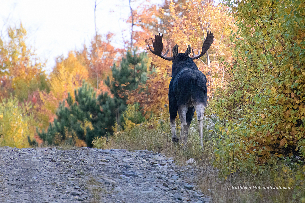 One Big Beautiful Moose!