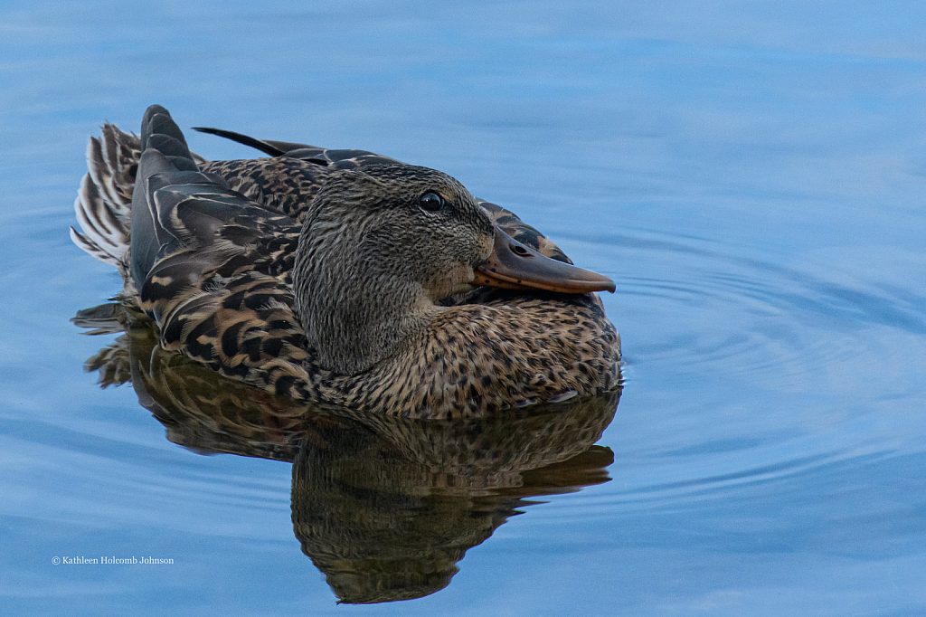 Female Mallard - Just Hanging!