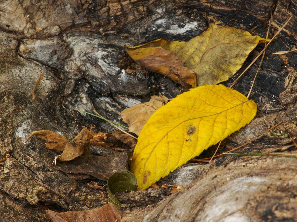 Leaves On A Partially Burnt Log 