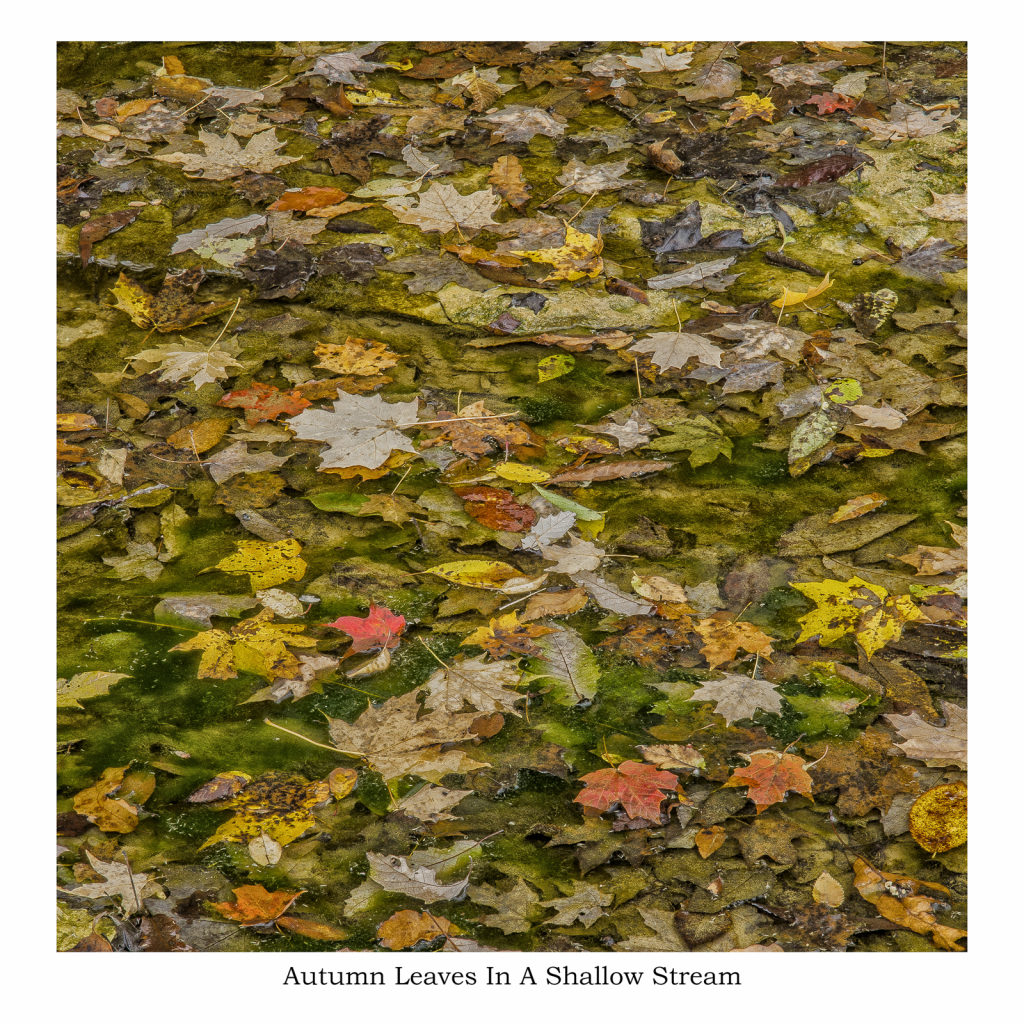 Autumn Leaves In Shallow Stream