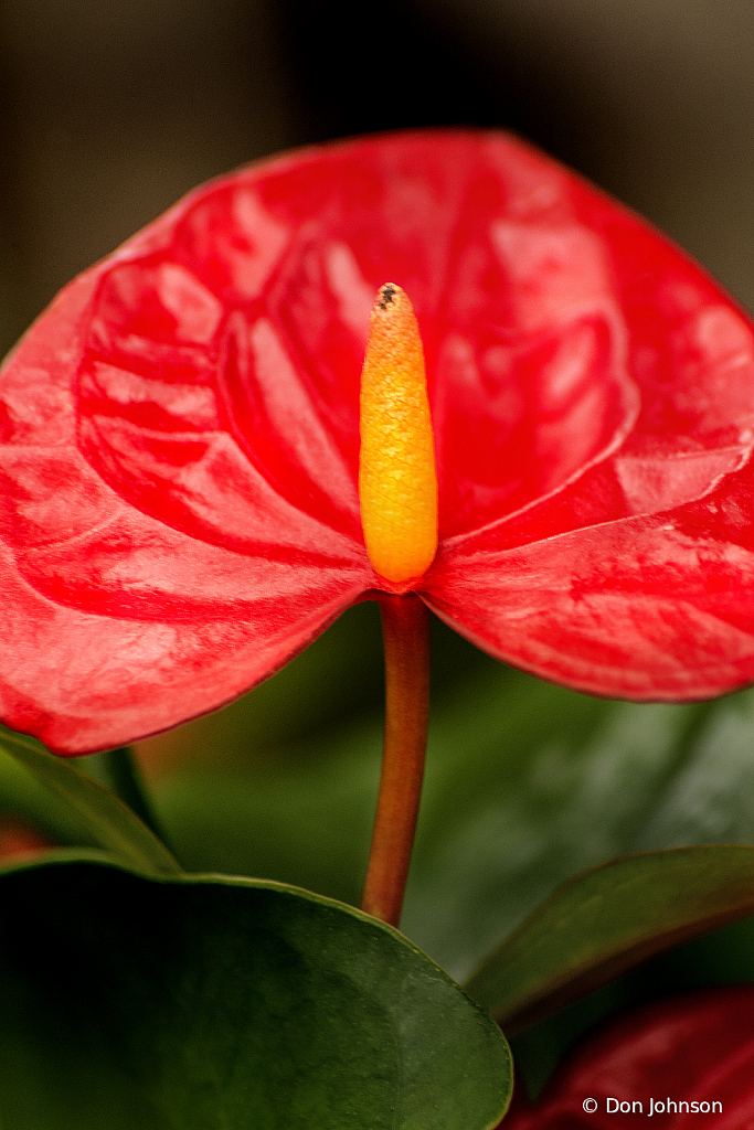 Anthurium 9-1-19 004