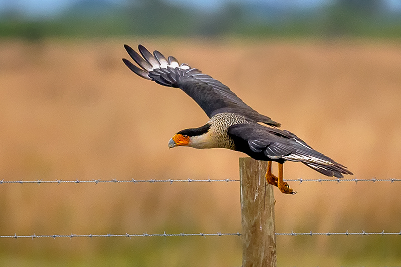 Caracara 7