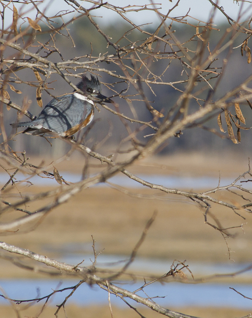 Belted Kingfisher