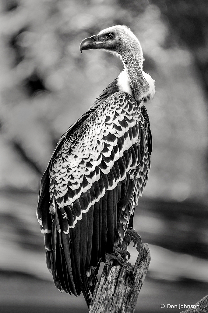 Black and White Whats Back There 6-23-19 263