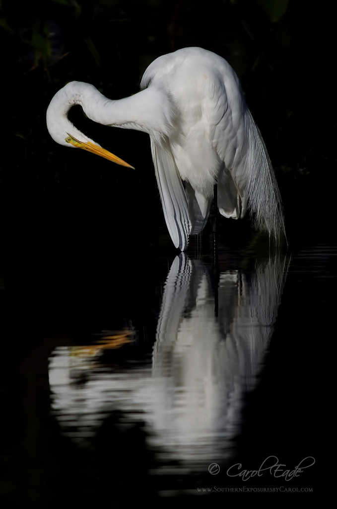 Great Egret Reflecting