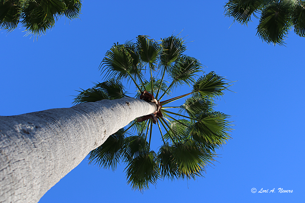 Under a Palm Tree