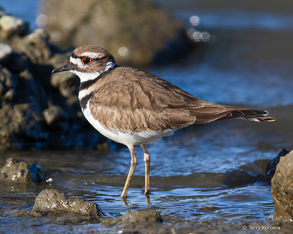 Killdeer