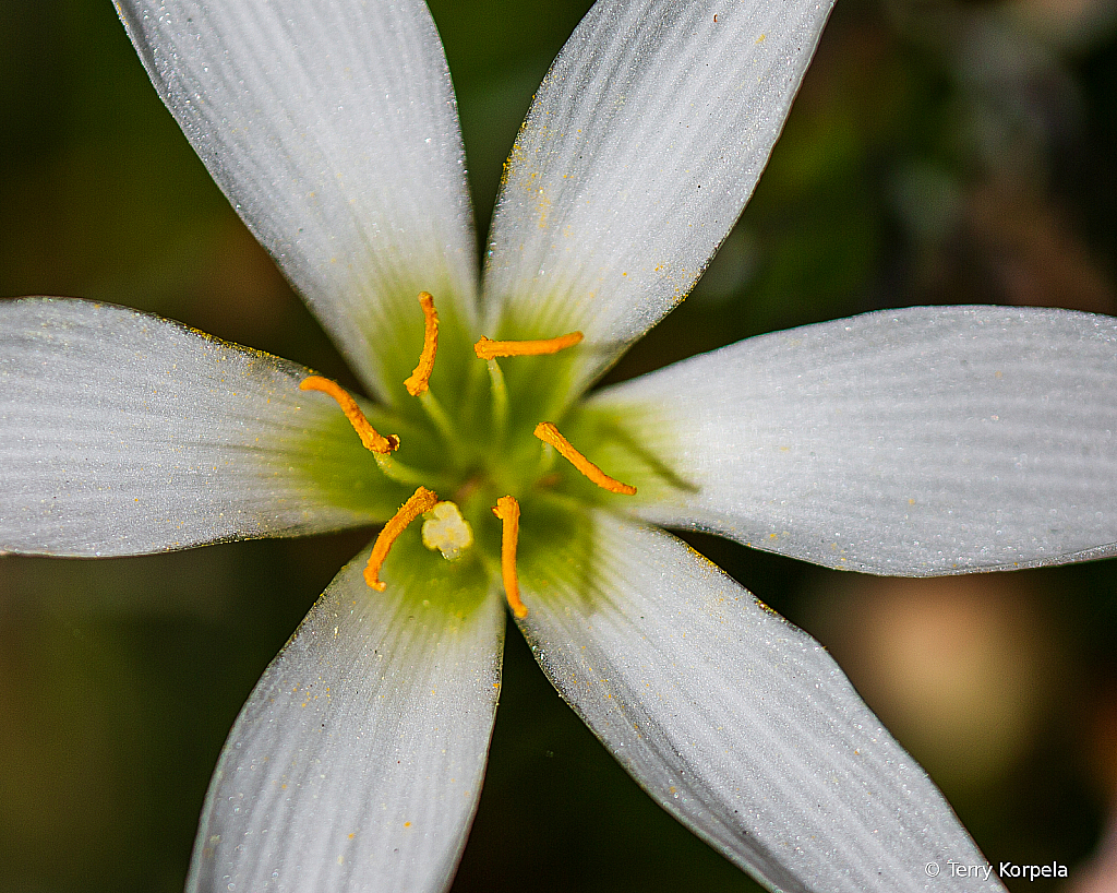 Berkeley Botanical Garden