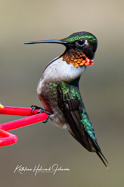 A Spicy Fellow!