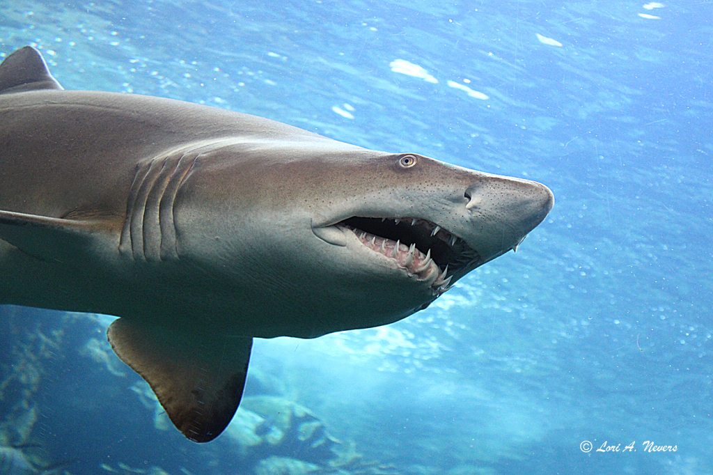 Shark