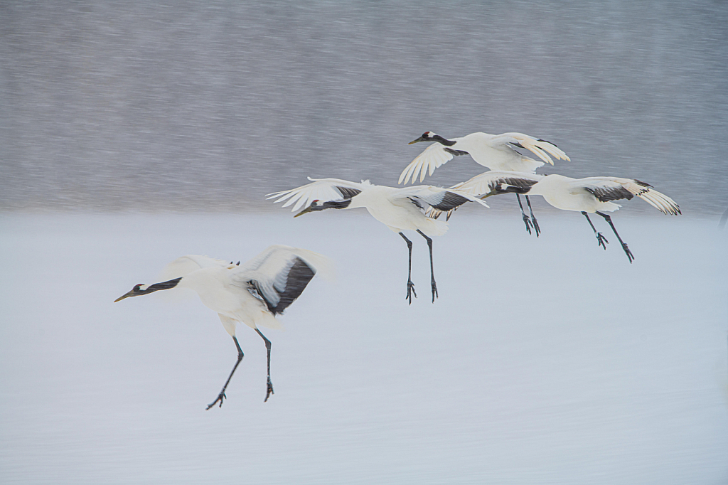 Red Crowned Cranes Landing in the Snow