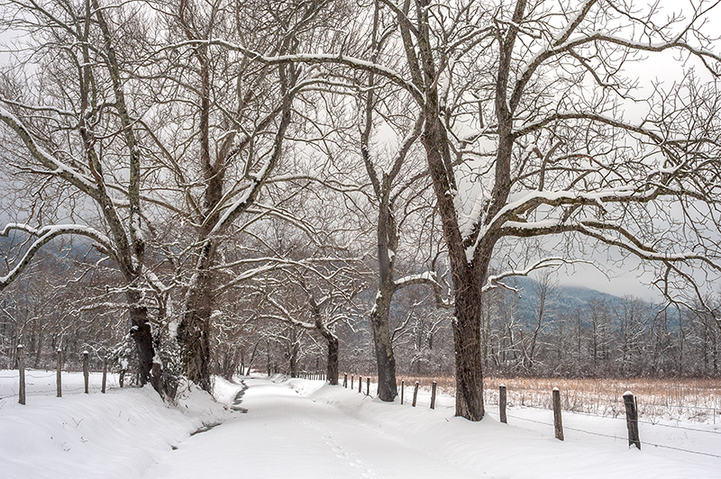 Cades Cove Snow 3 Sparks Lane