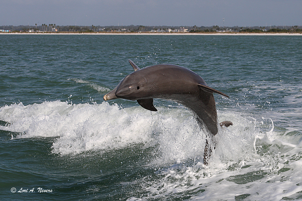 On a Dolphin Cruise 2