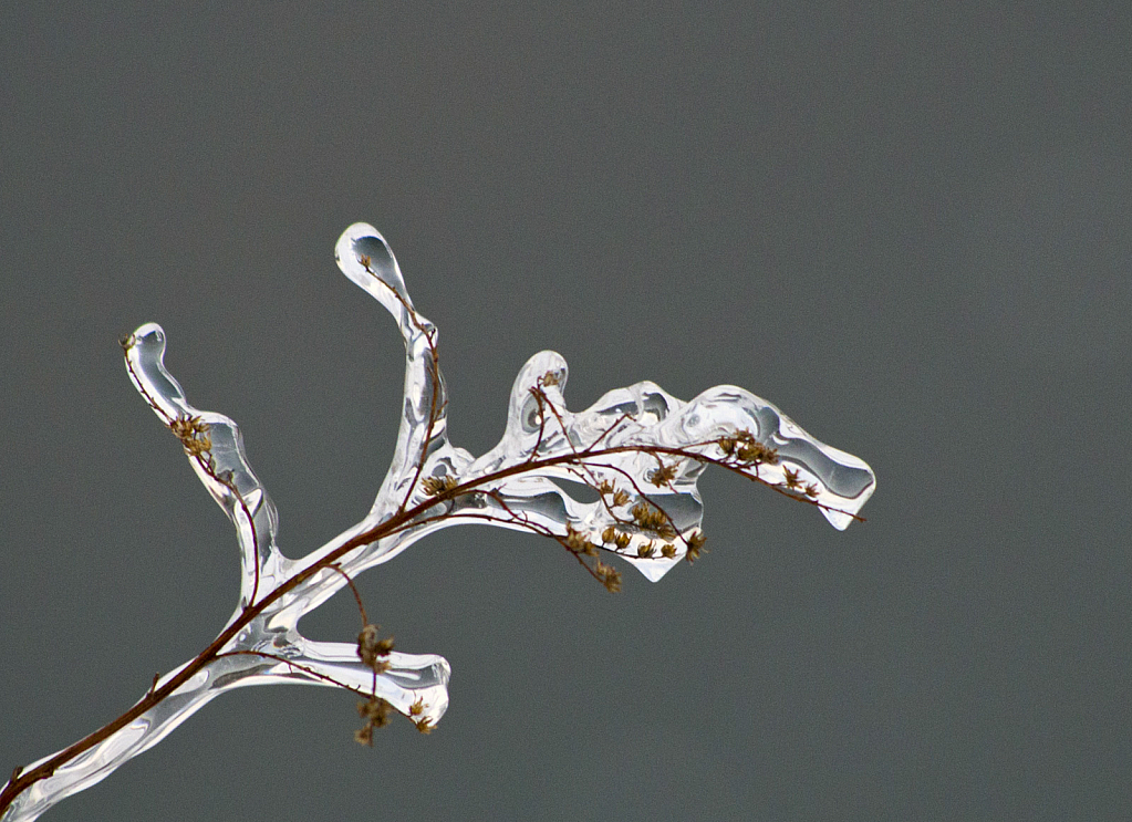 Icy stem